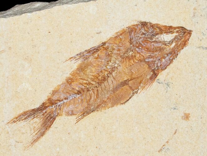 Dark Armigatus Fossil Fish - Lebanon #11496